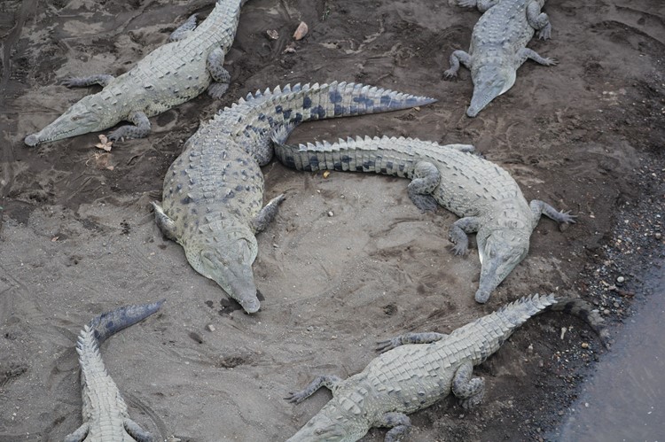 Krokodillen bij de Tarcoles rivier, Carara Nationaal Park, Costa Rica